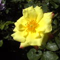 黄色のバラ