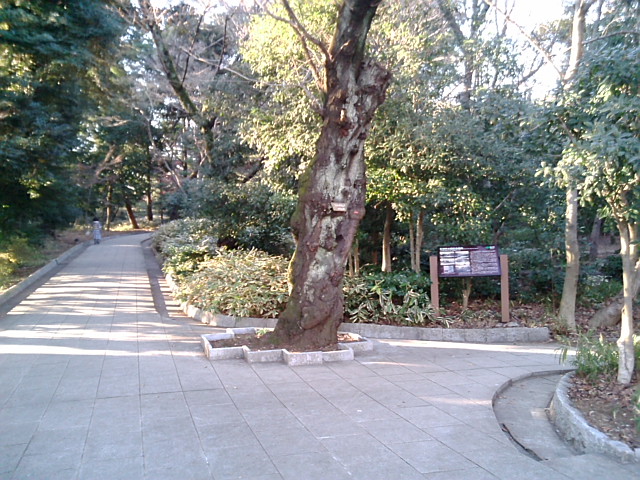 石神井公園1
