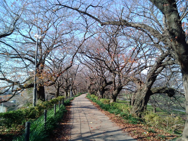 2013年12月7日権現堂の桜
