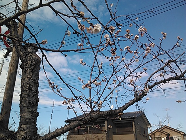 ビッグ・エー幸手東店付近で桜の狂い咲き