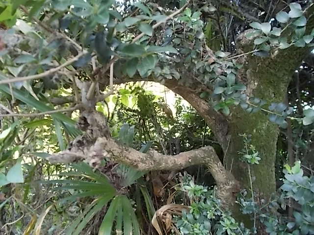 パイプを通す木の枝