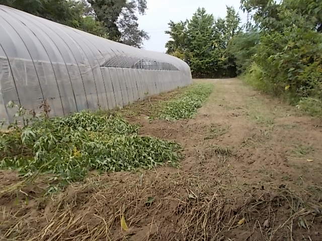 ビニールハウスの際草刈り終了