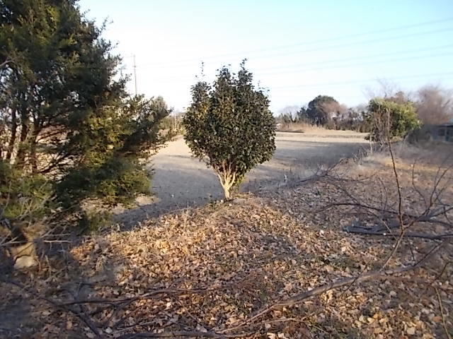 陸田1の木の伐採後