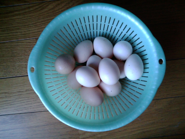 チャボの産んだ卵